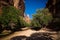 Portrait of drinking camels in canyon aka guelta Bashikele ,East Ennedi, Chad