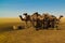 Portrait of drinking camels at the desert well in Ouled-Rachid, Batha, Chad