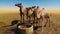 Portrait of drinking camels at the desert well in Ouled-Rachid, Batha, Chad