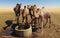 Portrait of drinking camels at the desert well in Ouled-Rachid, Batha, Chad