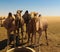 Portrait of drinking camels at the desert well in Ouled-Rachid, Batha, Chad