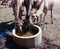 Portrait of drinking camels at the desert well in Ouled-Rachid, Batha, Chad