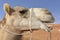 Portrait of a Dromedary