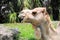 Portrait of dromedary camel
