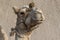 Portrait of a dromedary camel with head collar