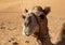 Portrait of a dromedary camel in Oman`s Wahiba Sands desert featuring long eye lashes