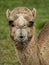 Portrait of a Dromedary seems to be whistling