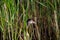 Portrait duck bird in wildlife