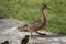 Portrait of a duck, walking around followed by its babies