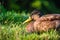 Portrait of a duck in the wild. Animals and birds. Mallards on the lake in the summertime.