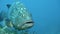 Portrait of Dusky grouper Epinephelus marginatus in Mediterranien sea.