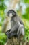 Portrait of Dusky Leaf-monkey