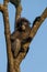 Portrait of Dusky Leaf-monkey