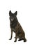 Portrait of a Dutch Shepherd dog, brindle coloring, isolated on a white background seen from the front