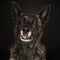 Portrait Dutch Shepherd dog with tongue out brindle coloring, black background