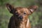 Portrait of a Dwarf Pinscher dog while sunbathing