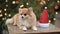 Portrait of dwarf spitz. Cute dog is lying in the christmas market. Funny dog with santa hat.