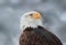 Portrait eagle