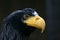 Portrait eagle on black