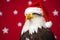 Portrait of an eagle Dressed in a Red Santa Claus Costume in Studio with Colorful Background