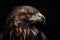 Portrait eagle majestic bird. Generate ai