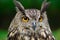 Portrait eagle-owl, bubo bubo