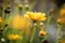 A portrait of an early sunrise flower, or also known as the coreopsis grandiflora. It is a tickseed flower and is surrounded by
