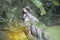 Portrait of Eastern Sarus Crane Grus Antigone Sharpii .