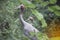 Portrait of Eastern Sarus Crane Grus Antigone Sharpii .