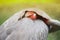 Portrait of Eastern Sarus Crane Grus Antigone Sharpii .