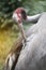 Portrait of Eastern Sarus Crane Grus Antigone Sharpii .