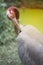 Portrait of Eastern Sarus Crane Grus Antigone Sharpii .