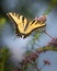 Portrait of an eastern tiger swallowtail butterfly feeding on pink flowers