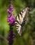 Portrait of an eastern tiger swallowtail butterfly feeding on some purple flowers