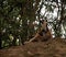 Portrait of the eating ring-tailed lemur Lemur catta aka King Julien in Isalo national park , Madagascar