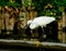 Portrait Egret is looking for food in water