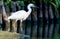 Portrait Egret is looking for food in water