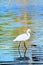 Portrait Egret is looking for food in water has reflection