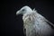 Portrait Egyptian vulture