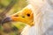 Portrait egyptian vulture or Neophron percnopterus