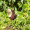 Portrait eines Northern Jacana