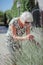 Portrait of an elderly female gardener caring for lavender flowers