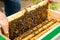 Portrait of an elderly male beekeeper in an apiary near beehives with a frame of honeycombs in the hands