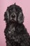 Portrait of an elderly senior cocker spaniel dog looking at camera on a pink background