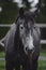 Portrait of elegant beautiful young gray trakehner mare horse in autumn landscape in horse paddock