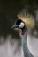 Portrait of elegant exotic bird Gray crowned crane