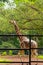 Portrait of an elegant Giraffe in its natural habitat and grazing