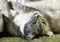 Portrait of elegant grey cat, domestic cat in blur background, portrait,domestic cat,cat with green eyes close up in focal focus,