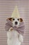 PORTRAIT ELEGANT JACK RUSSELL DOG CELEBRATING A BIRTHDAY,  ANNIVERSARY  OR NEW YEAR WEARING VINTAGE CHECKERED BOW TIE  ANS PARTY