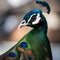 A portrait of an elegant peacock in a feathered ball gown, standing gracefully2